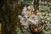 Cherry blossom in the Philosopher's Walk, Kyoto, Honshu, Japan, Asia