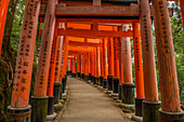 Die endlosen roten Tore (Torii) von Kyotos Fushimi Inari, Kyoto, Honshu, Japan, Asien