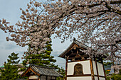 Schrein unter Kirschblüten im Geisha-Viertel Gion, Kyoto, Honshu, Japan, Asien