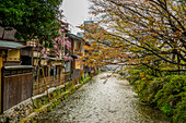 Kirschblütenbaum im Geisha-Viertel von Gion, Kyoto, Honshu, Japan, Asien