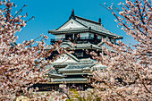 Cherry blossom in the Matsuyama Castle, Shikoku, Japan, Asia