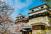 Kirschblüte in der Burg Matsuyama, Shikoku, Japan, Asien