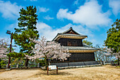 Kirschblüte in der Burg Matsuyama, Shikoku, Japan, Asien