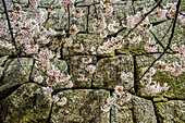 Kirschblüte in der Burg Matsuyama, Shikoku, Japan, Asien