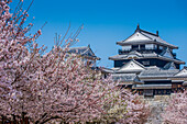 Cherry blossom in Matsuyama Castle, Shikoku, Japan, Asia