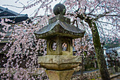 Kirschblütenbäume bei Regenwetter, Itsukushima-Schrein, UNESCO-Welterbe, Miyajima, Japan, Asien