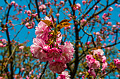 Schöne Kirschblüte, Nikko, Präfektur Tochigi, Kanto, Honshu, Japan, Asien