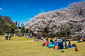 Picnic in the cherry blossom in the Shinjuku-Gyoen Park, Tokyo, Honshu, Japan, Asia