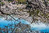 Cherry blossom in the Shinjuku-Gyoen Park, Tokyo, Honshu, Japan, Asia