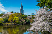 Cherry blossom in the Shinjuku-Gyoen Park, Tokyo, Honshu, Japan, Asia