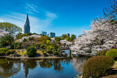 Kirschblüte im Shinjuku-Gyoen Park, Tokio, Honshu, Japan, Asien