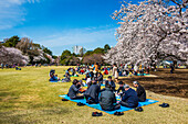 Picnic amid the cherry blossom in the Shinjuku-Gyoen Park, Tokyo, Honshu, Japan, Asia