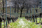 Frühling in den Weinbergen von Franciacorta, Provinz Brescia, Region Lombardei, Italien, Europa