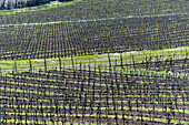 Frühling in den Weinbergen von Franciacorta, Provinz Brescia, Region Lombardei, Italien, Europa