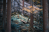 Ein einsamer beleuchteter Baum mit Herbstfarben im Zen-Garten des Ginkaku-ji Jisho-ji, Kyoto, Honshu, Japan, Asien