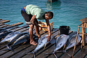 Local Fisherman preparing Yellow Fin Tuna (Thunnus albacares)cCatch, Santa Maria Jetty, Santa Maria, Sal, Cape Verde Islands, Atlantic, Africa