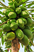 Papayabaum mit vielen Früchten in diesem beliebten Hochland-Touristenpark, Bukit Kasih, Minahasa, Nordsulawesi, Indonesien, Südostasien, Asien