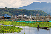 Excessive water hyacinth growth and fish cage farms on this large lake that suffers from pollutants, climate change heating and reduced oxygen, Lake Tondano, Minahasa, North Sulawesi, Indonesia, Southeast Asia, Asia