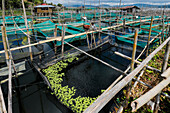 Bamboo and net fish cage farming on this large lake that suffers from climate change heat, pollutants and reduced oxygen, Lake Tondano, Minahasa, North Sulawesi, Indonesia, Southeast Asia, Asia