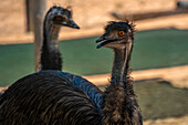 View of two Ostriches at Safari Ostrich Farm, Oudtshoorn, Western Cape, South Africa, Africa