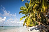 Seychelles, Praslin, Anse Volbert, beach