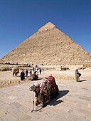 Egypt, Cairo, Giza, UNESCO World Heritage Site, camel drivers in front of the pyramid of Khephren