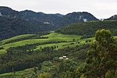 Ruanda, Nyungwe, Landschaft mit bewaldeten Hügeln und Teeplantagen im Nyungwe-Nationalpark, dem größten Primärwald im Hochland Afrikas