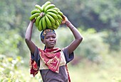 Burundi, Vyanda Naturreservat in den Bututsi, Burubunch von Bananen