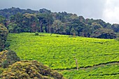 Burundi, Kibira National Park, mountain forest