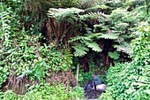 Burundi, Kibira National Park, mountain forest