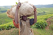 Burundi, Kibira National Park, Teza, Rwegura, Tea collection