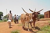 Burundi, Bugesera, nördliche Seen, Viehzucht