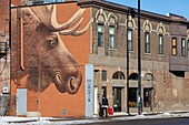 Canada, Quebec province, Montreal, the Villeray district, rue Jarry-Est, EtOH Brasserie and its mural fresco representing a moose