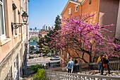 France, Rhone, Lyon, historic district listed as a UNESCO World Heritage site, Les Pentes de La Croix Rousse district, stairs of Grognard street