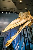 United States, New England, Massachusetts, Nantucket Island, Nantucket, Nantucket Whaling Museum, whale skeleton