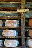 Italien, Emilia Romagna, Polesine Zibello bei Parma, Antica Corte Pallavicina, Räder von Parmigiano Reggiano