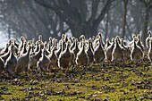 France, Dordogne, flock of gooses