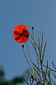 France, Dordogne, countyside, red poppy -Papaver rhoeas-