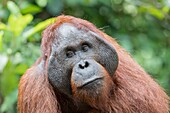 Indonesien, Borneo, Tanjung Puting National Park, Borneo Orang-Utan (Pongo pygmaeus pygmaeus), erwachsenes Männchen in einem Baum