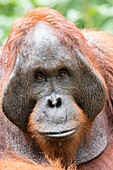 Indonesien, Borneo, Tanjung Puting National Park, Borneo-Orang-Utan (Pongo pygmaeus pygmaeus), Männchen