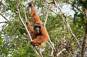 Indonesien, Borneo, Tanjung Puting National Park, Borneo Orang-Utan (Pongo pygmaeus pygmaeus), erwachsenes Männchen in einem Baum