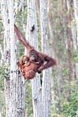 Indonesien, Borneo, Tanjung Puting National Park, Borneo-Orang-Utan (Pongo pygmaeus pygmaeus)