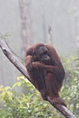 Indonesien, Borneo, Tanjung Puting National Park, Borneo-Orang-Utan (Pongo pygmaeus pygmaeus), unter dem tropischen Regen