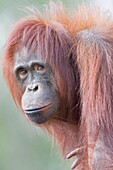 Indonesien, Borneo, Tanjung Puting National Park, Borneo-Orang-Utan (Pongo pygmaeus pygmaeus), Erwachsenes Weibchen allein