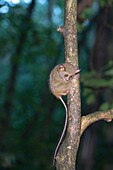 Indonesien, Celebes, Sulawesi, Tangkoko-Nationalpark, Spektral-Tarsier (Tarsius spectrum, auch Tarsius tarsier genannt)