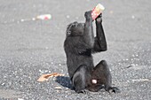 Indonesien, Celebes, Sulawesi, Tangkoko-Nationalpark, Celebes-Schopfmakak, Sulawesi-Schopfmakak, oder der schwarze Affe (Macaca nigra), am schwarzen Sandstrand mit einer Flasche Soda