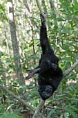 Indonesien, Celebes, Sulawesi, Tangkoko-Nationalpark, Celebes-Schopfmakak, Sulawesi-Schopfmak, oder der schwarze Affe (Macaca nigra), Young