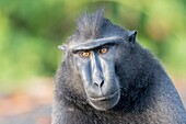 Indonesien, Celebes, Sulawesi, Tangkoko-Nationalpark, Celebes-Schopfmakake, Sulawesi-Schopfmakake oder Schwarzer Affe (Macaca nigra), Männchen