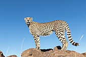 Südafrika, Privates Reservat, Gepard (Acinonyx jubatus), zu Fuß