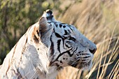 Südafrika, Privates Reservat, Asiatischer (Bengalischer) Tiger (Panthera tigris tigris), ruhend